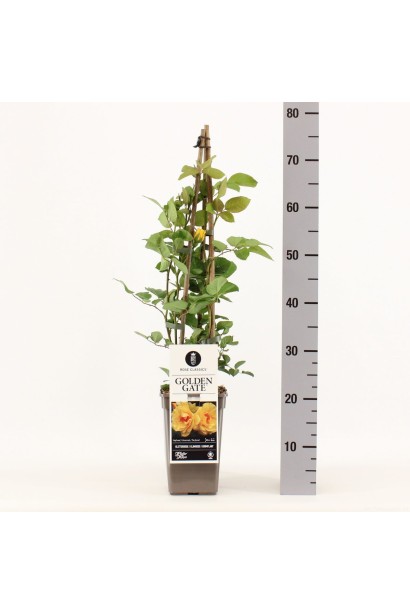 Троянда Golden Gate саджанець в контейнері Р9